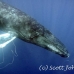 whale_humpback_h_00265_dom3666.jpg